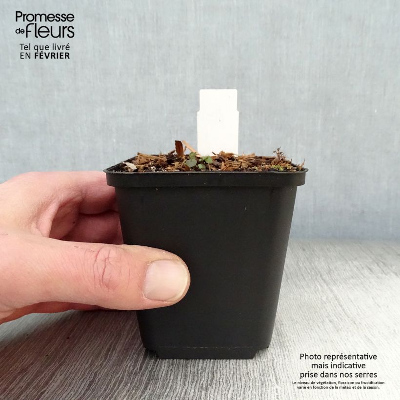 Dodecatheon pulchellum subsp. pulchellum Red Wings 8/9 cm pot sample as delivered in winter