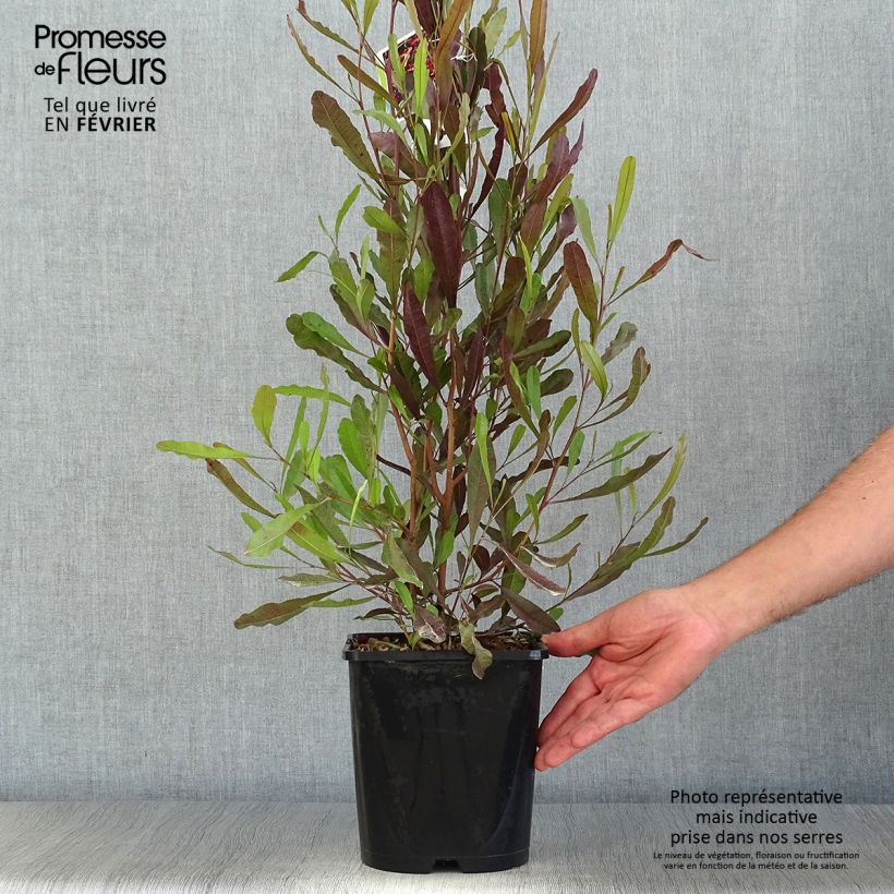 Dodonaea viscosa Purpurea 3L/4L pot sample as delivered in autumn