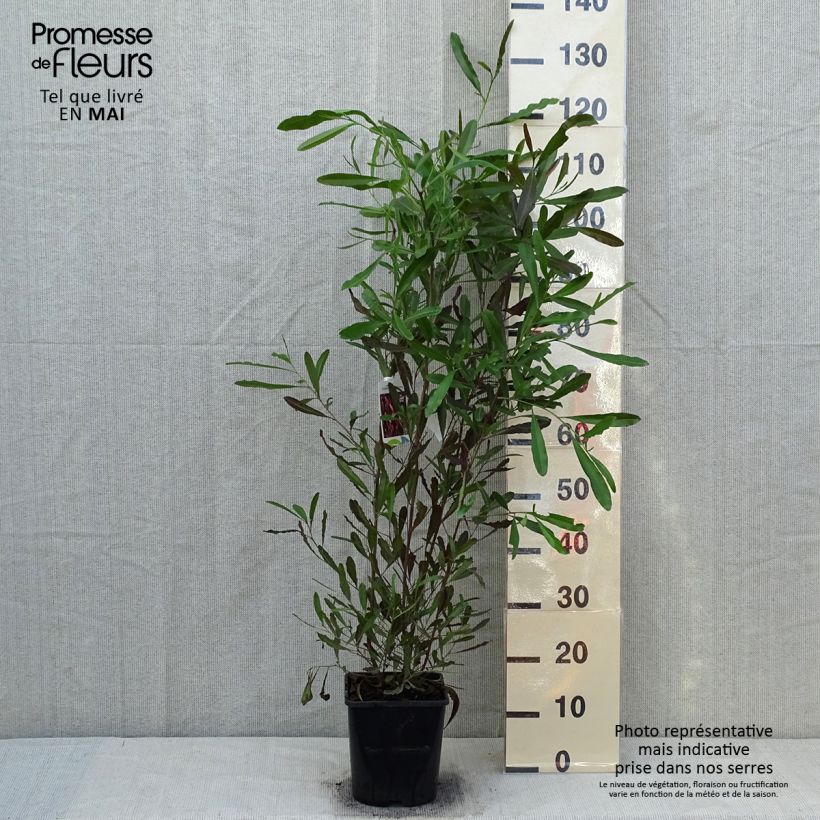 Dodonaea viscosa Purpurea 3L/4L pot sample as delivered in spring