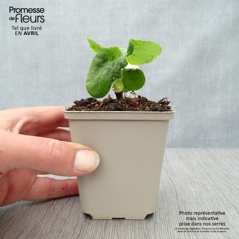 Doronicum pardalianches 8/9 cm pot sample as delivered in spring