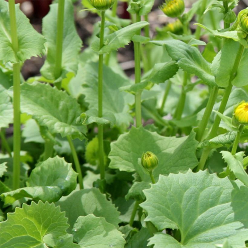 Doronicum orientale Little Leo (Foliage)