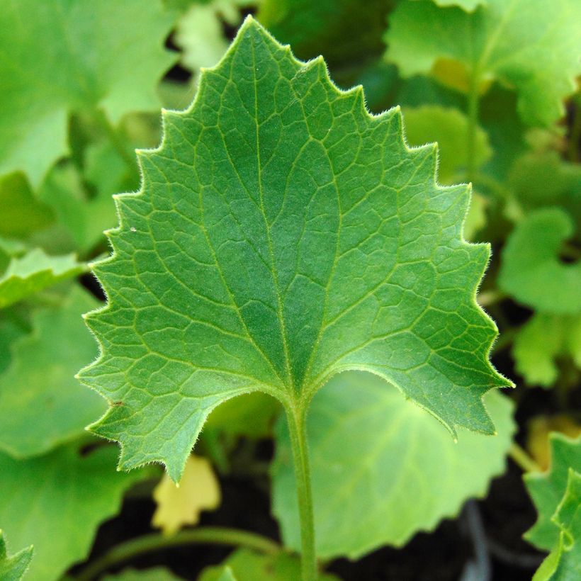 Doronicum orientale Magnificum (Foliage)