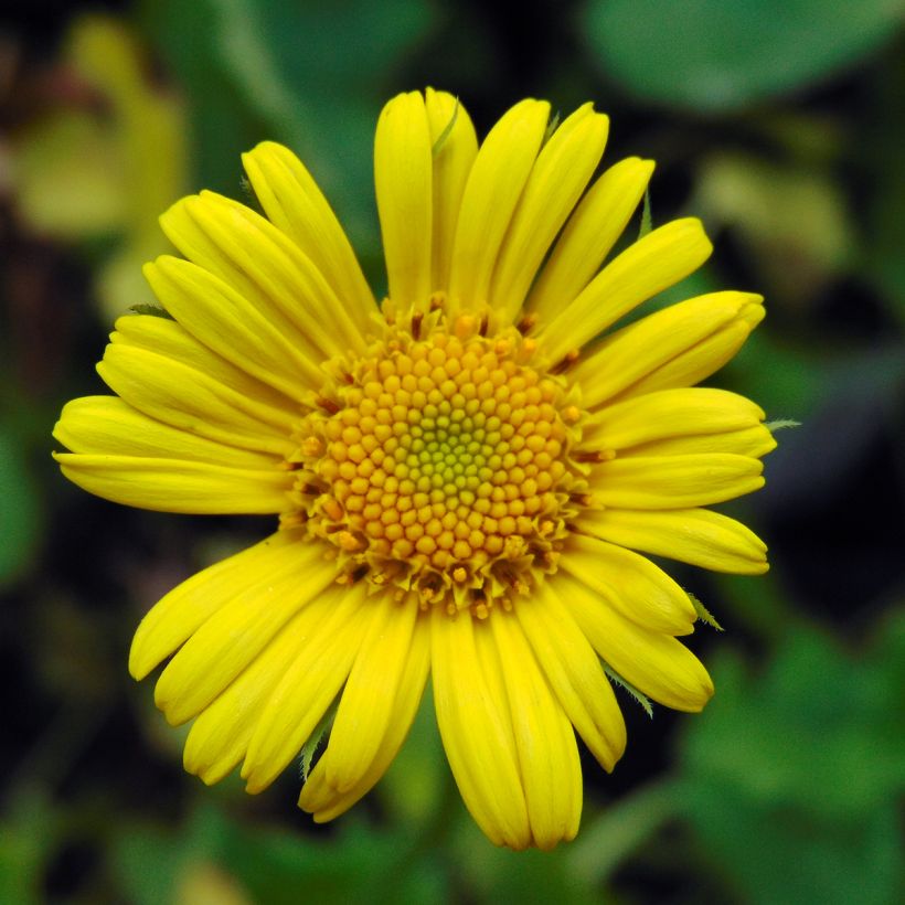 Doronicum orientale Magnificum (Flowering)