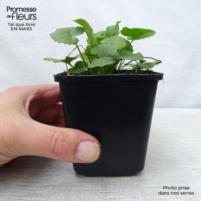 Doronicum orientale Magnificum 8/9 cm pot sample as delivered in spring