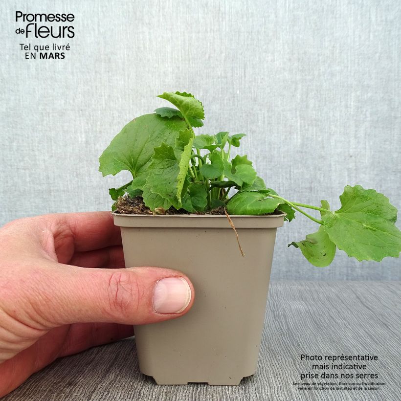 Doronicum orientale Magnificum 8/9 cm pot sample as delivered in winter