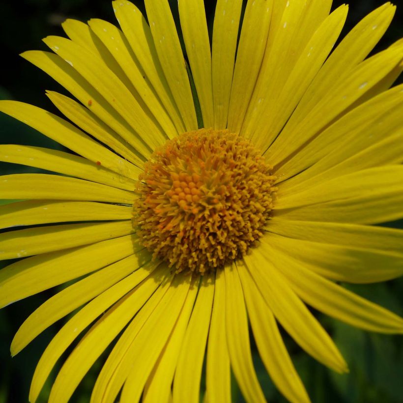 Doronicum plantagineum Excelsum (Flowering)