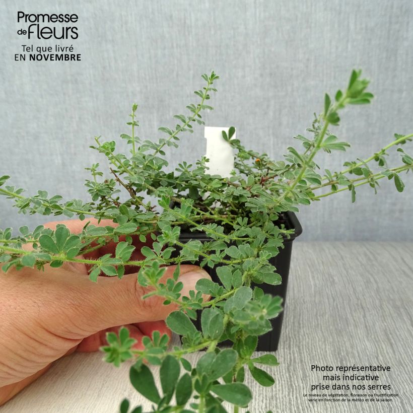 Dorycnium hirsutum 8/9 cm pot sample as delivered in autumn