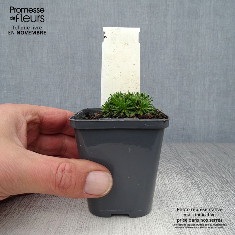 Draba aizoides 7/8 cm pot sample as delivered in autumn