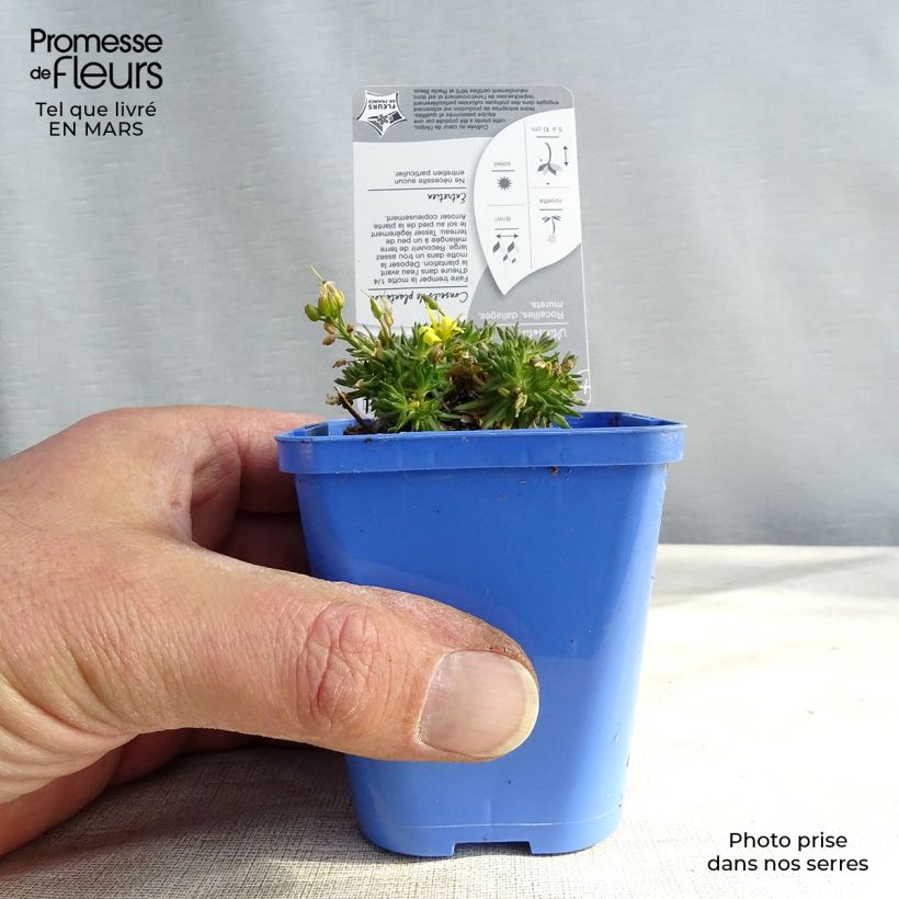 Draba aizoides 7/8 cm pot sample as delivered in spring