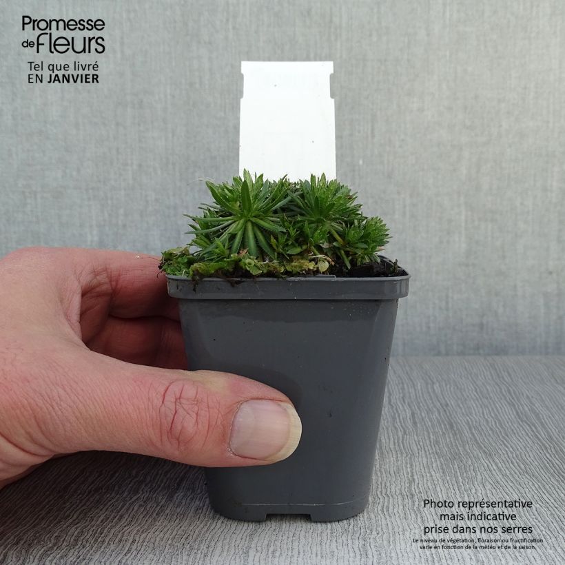 Draba sakuraii 8/9 cm pot sample as delivered in winter