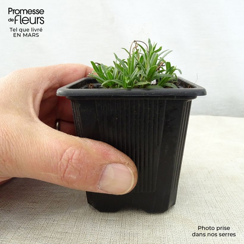 Dracocephalum ruyschiana 8/9 cm pot sample as delivered in spring