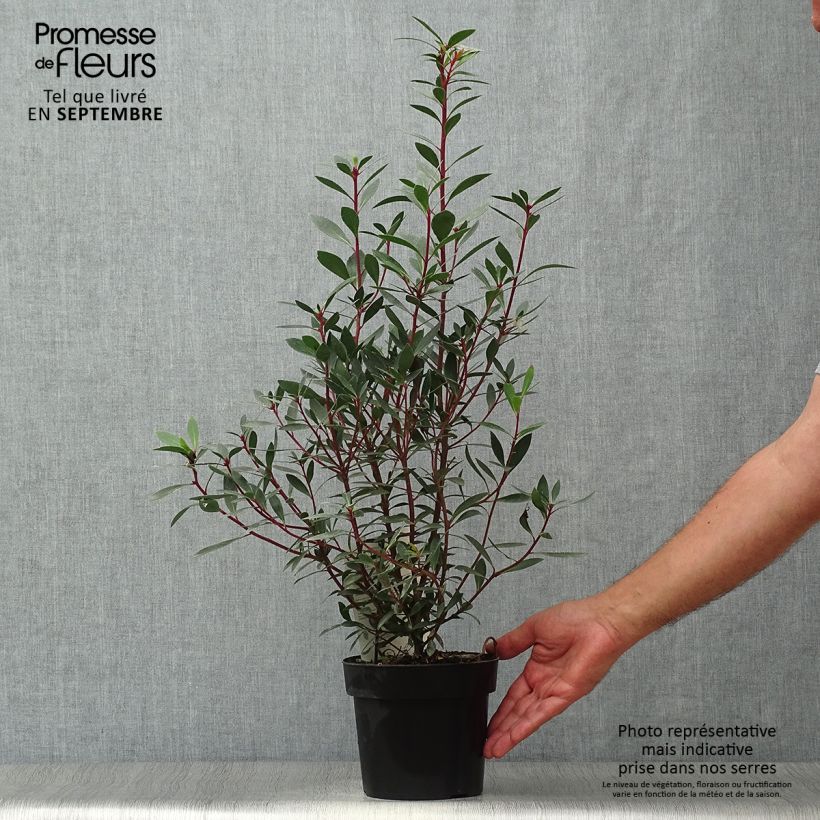 Drimys aromatica Red Spice 2L/3L pot sample as delivered in autumn