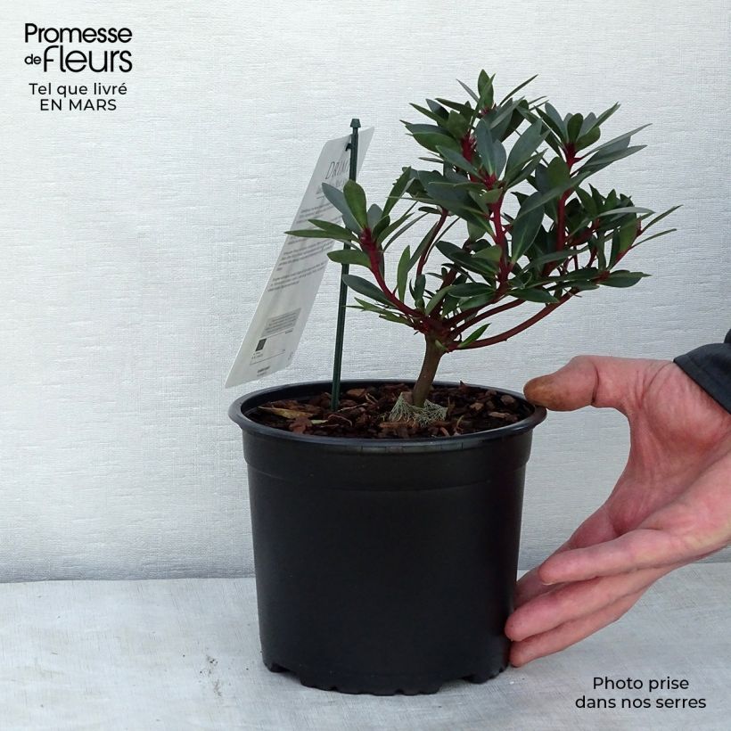 Drimys aromatica Red Spice 2L/3L pot sample as delivered in spring