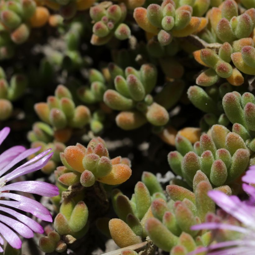 Drosanthemum candens (Foliage)