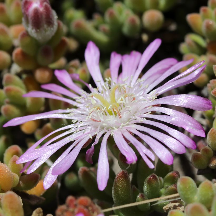 Drosanthemum candens (Flowering)