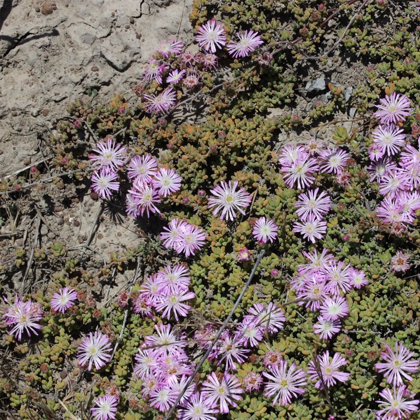 Drosanthemum candens (Plant habit)