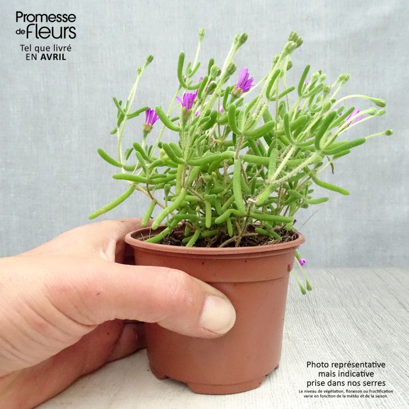 Drosanthemum candens 8/9 cm pot sample as delivered in spring