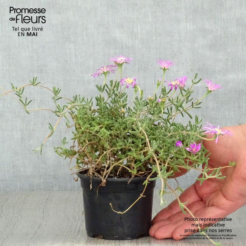 Drosanthemum hispidum 8/9 cm pot sample as delivered in spring