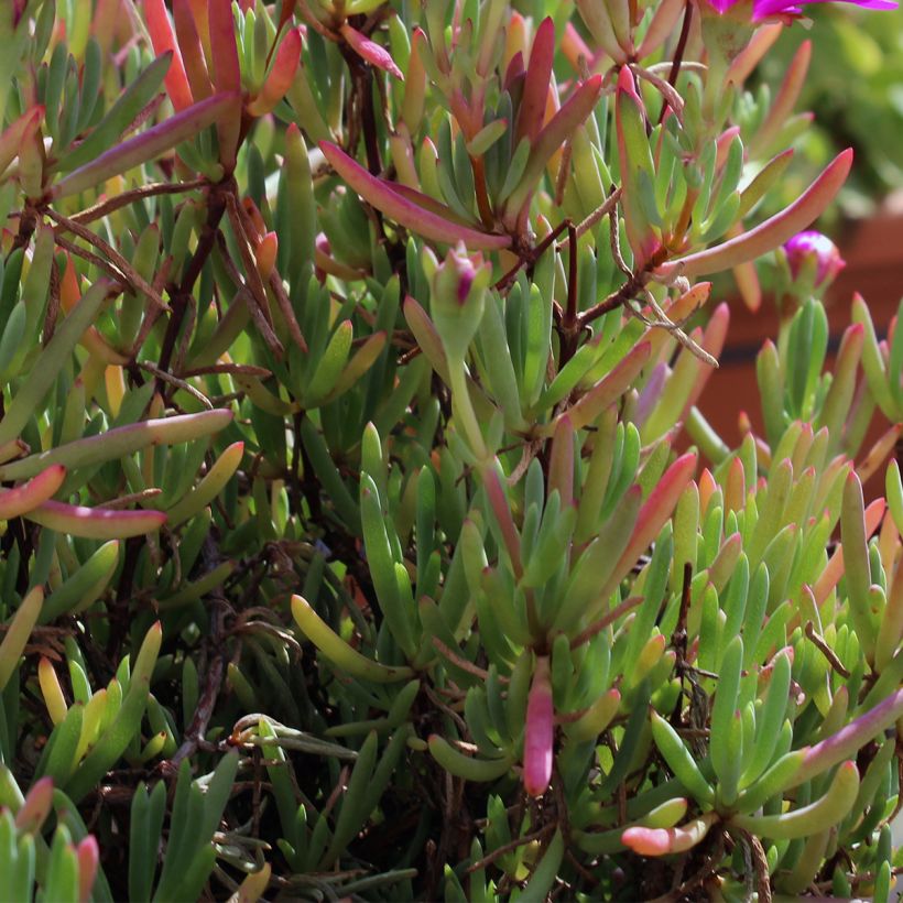 Drosanthemum hispidum (Foliage)