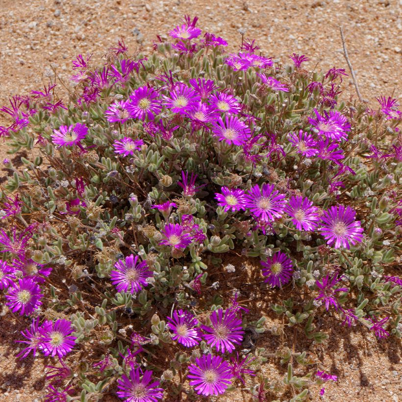 Drosanthemum hispidum (Plant habit)