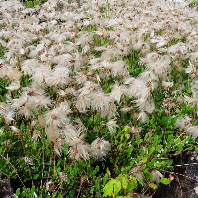 Dryas x suendermannii (Plant habit)