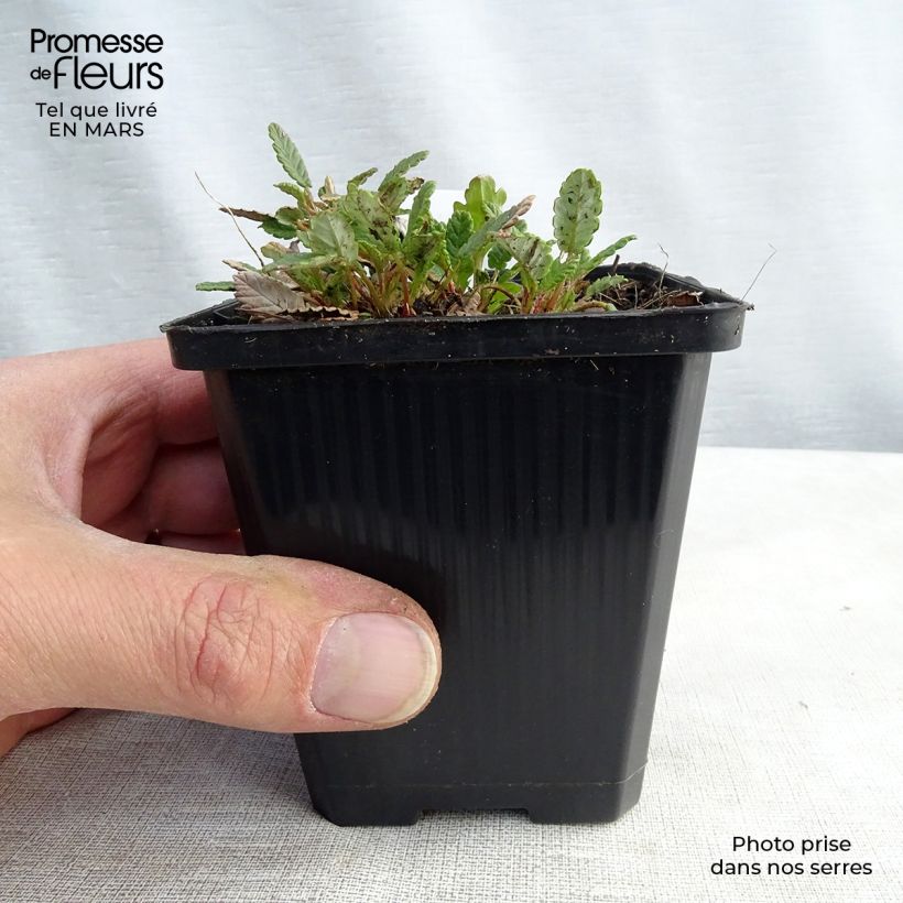 Dryas x suendermannii 8/9 cm pot sample as delivered in winter