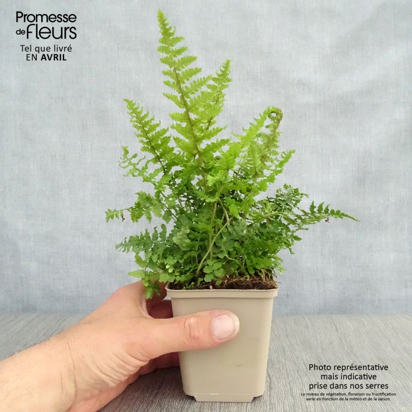 Dryopteris affinis Crispa - Scaly Male Fern 8/9 cm pot sample as delivered in spring