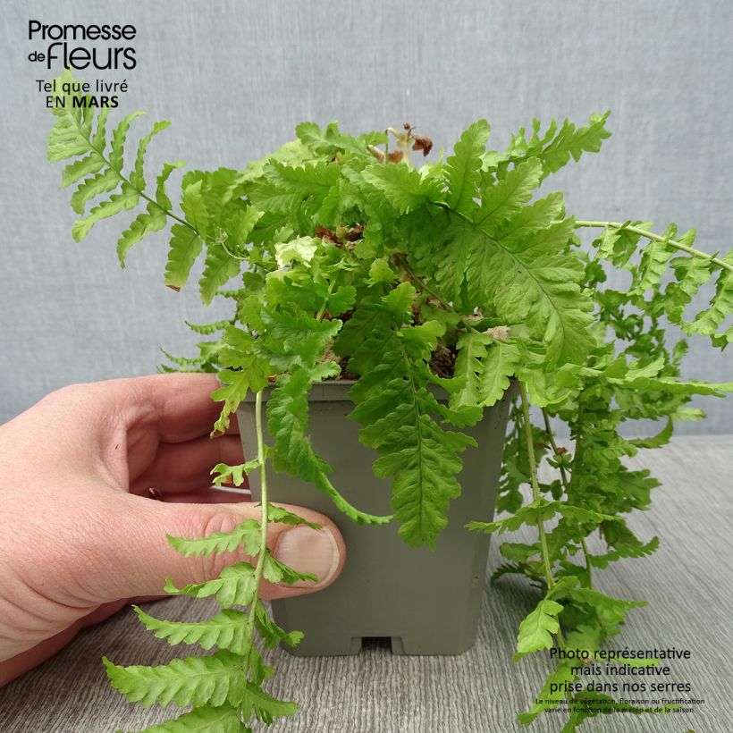 Dryopteris affinis Cristata - Scaly Male Fern 8/9 cm pot sample as delivered in winter