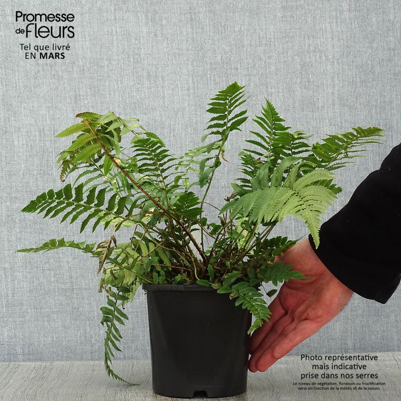 Dryopteris cycadina - Black Wood Fern 2L/3L pot sample as delivered in winter