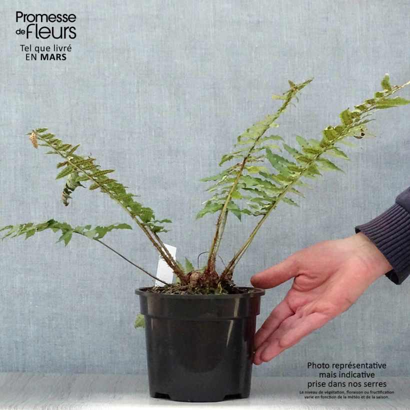 Dryopteris cycadina - Black Wood Fern 2L/3L pot sample as delivered in spring