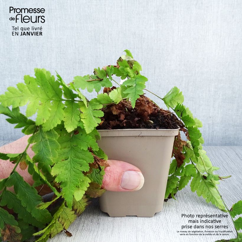 Dryopteris clintoniana - Clinton's Wood Fern 8/9 cm pot sample as delivered in winter