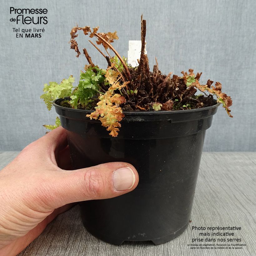 Dryopteris dilatata Crispa Whiteside - Broad Buckler Fern 2L/3L pot sample as delivered in winter