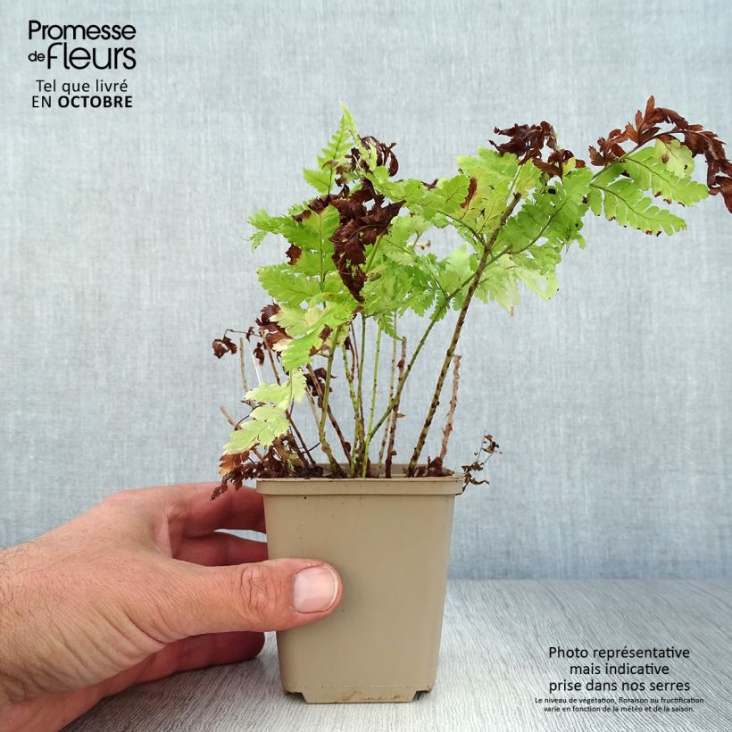 Dryopteris dilatata - Broad Buckler Fern 8/9 cm pot sample as delivered in autumn