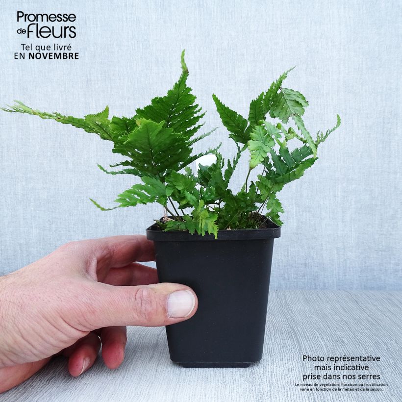 Dryopteris erythrosora - Copper Fern 8/9 cm pot sample as delivered in autumn