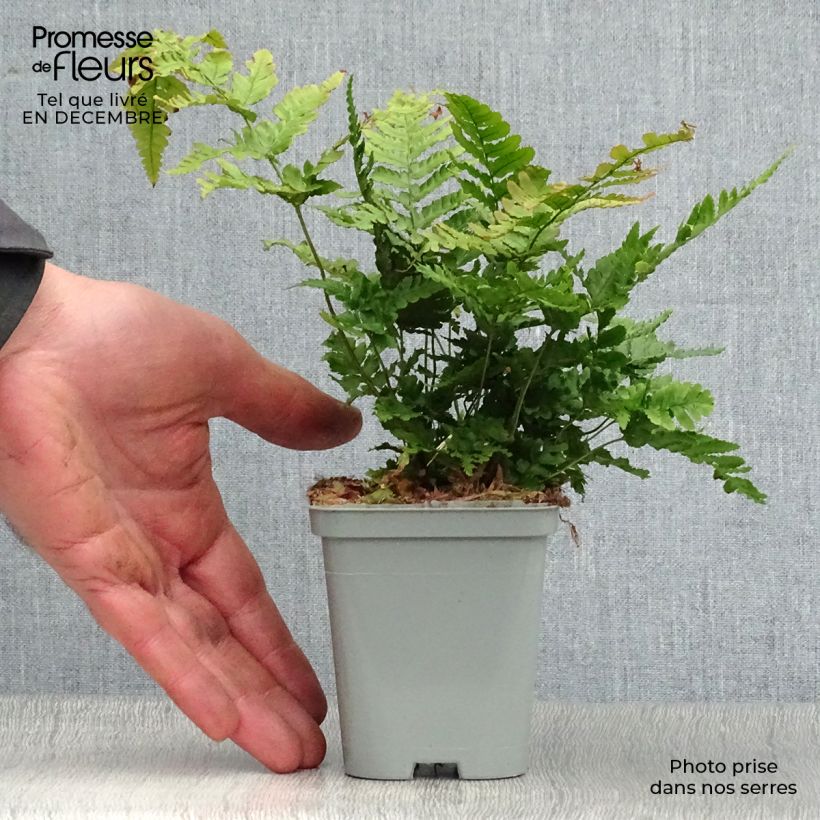 Dryopteris erythrosora - Copper Fern 8/9 cm pot sample as delivered in winter