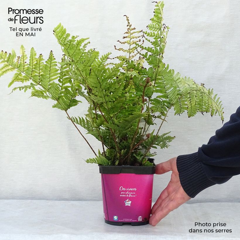 Dryopteris erythrosora - Copper Fern 2L/3L pot sample as delivered in spring