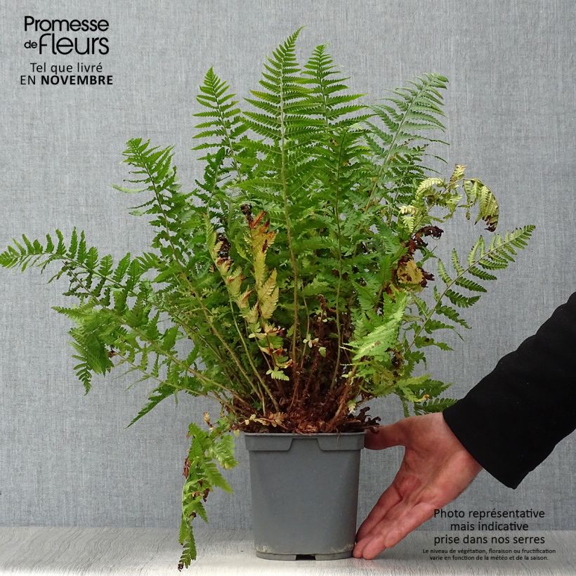 Dryopteris erythrosora - Copper Fern 2L/3L pot sample as delivered in autumn