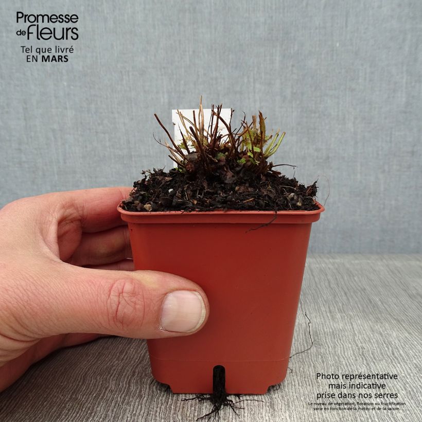 Dryopteris erythrosora Prolifica - Copper Fern 8/9 cm pot sample as delivered in winter