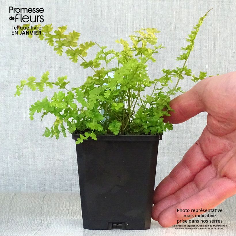 Dryopteris filix-mas Barnesii - Male Fern 8/9 cm pot sample as delivered in winter
