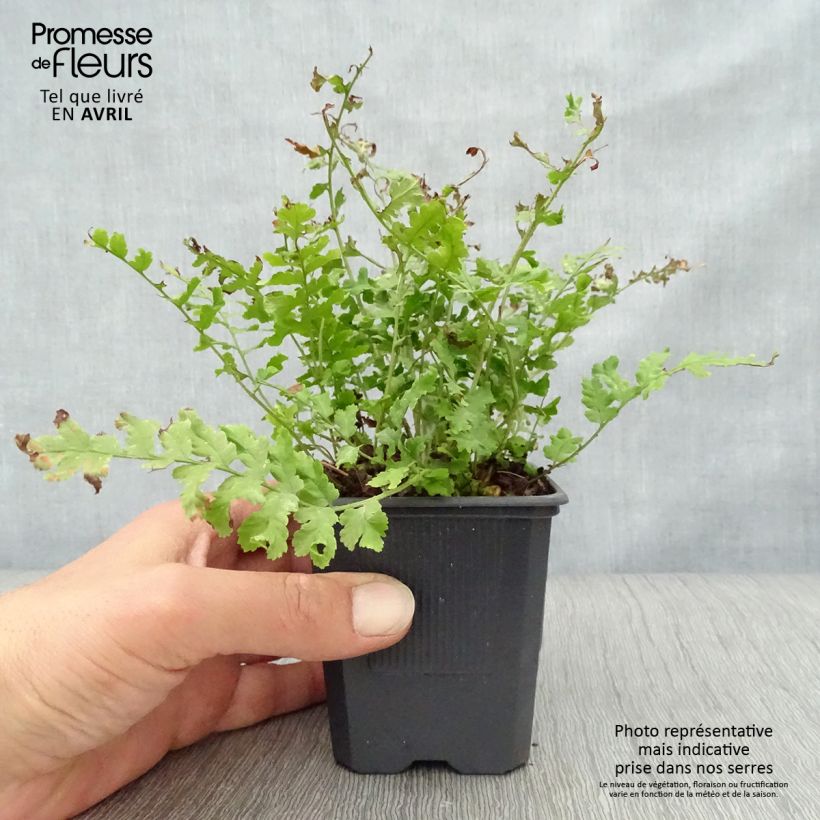 Dryopteris filix-mas Crispa Cristata - Male Fern 8/9 cm pot sample as delivered in spring
