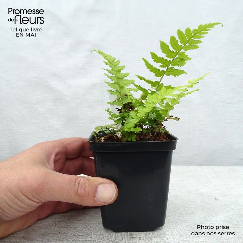 Dryopteris filix-mas - Male Fern 8/9 cm pot sample as delivered in spring