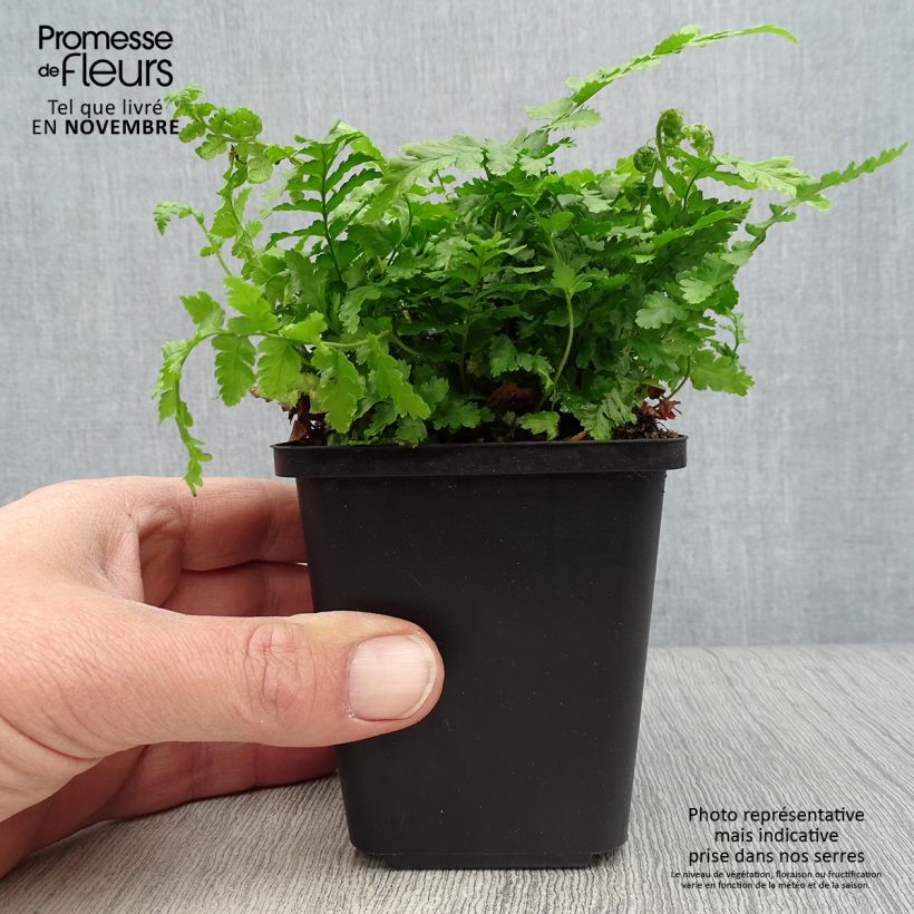 Dryopteris filix-mas - Male Fern 8/9 cm pot sample as delivered in autumn