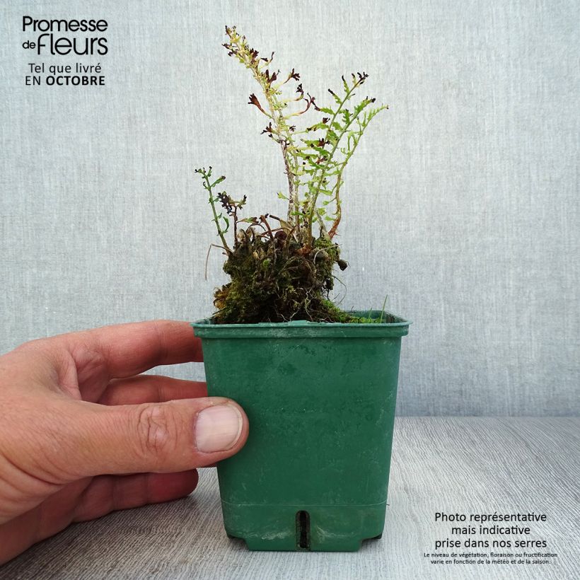 Dryopteris filix-mas Linearis Polydactyla - Male Fern 8/9 cm pot sample as delivered in autumn