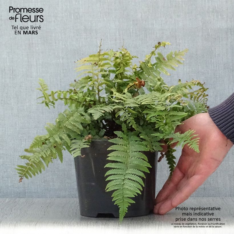 Dryopteris kuratae - Wood Fern 2L/3L pot sample as delivered in spring
