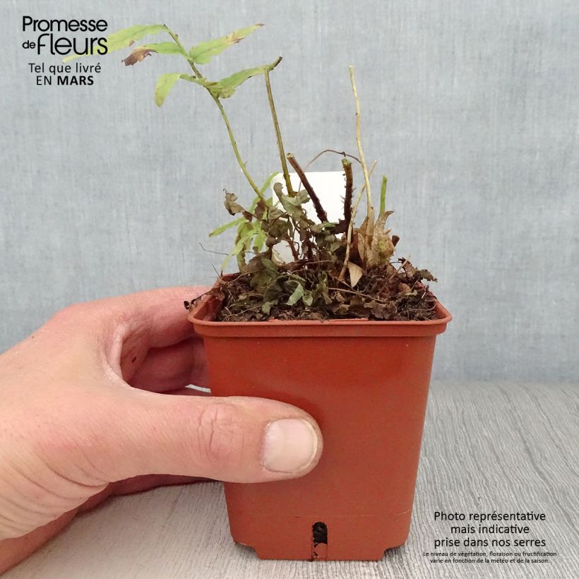 Dryopteris ludoviciana - Florida Shield Fern 8/9 cm pot sample as delivered in spring