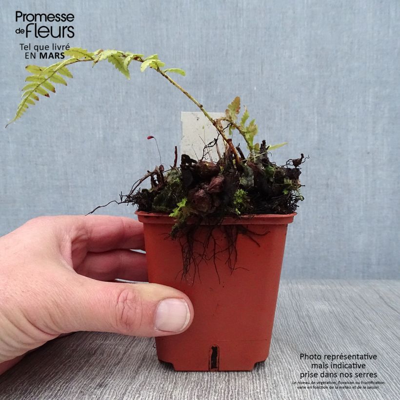 Dryopteris ludoviciana - Florida Shield Fern 8/9 cm pot sample as delivered in winter
