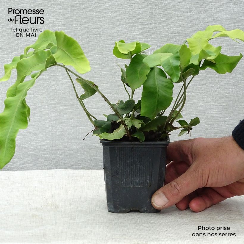 Dryopteris sieboldii - Japanese Fern 8/9 cm pot sample as delivered in spring