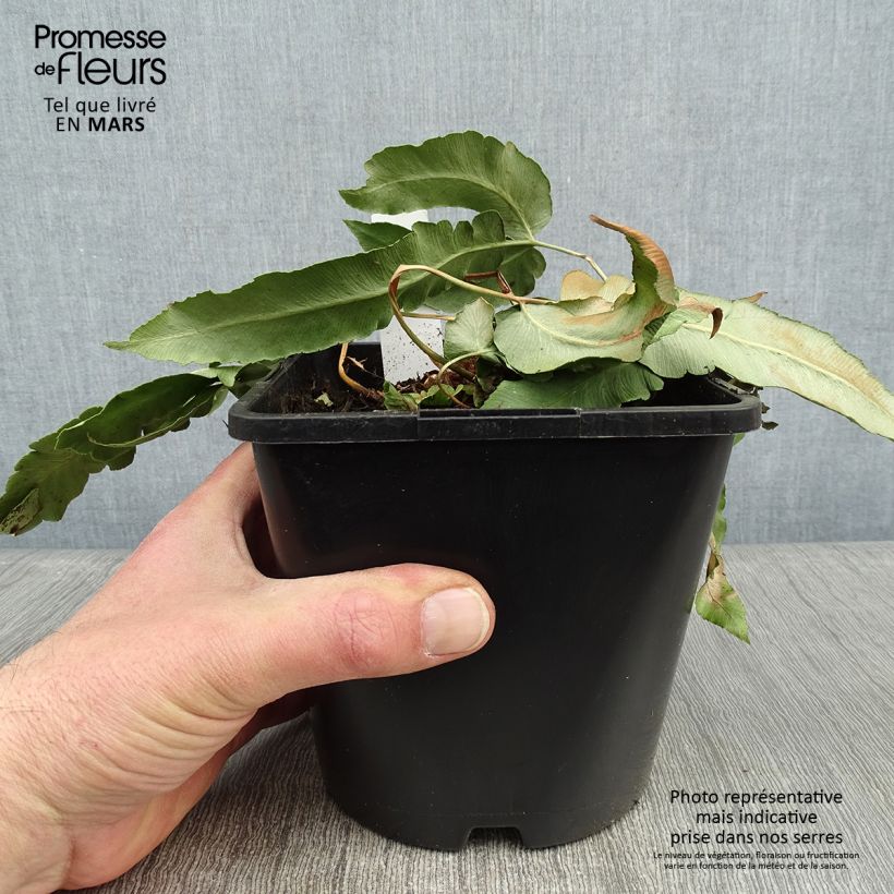 Dryopteris sieboldii - Japanese Fern 2L/3L pot sample as delivered in winter