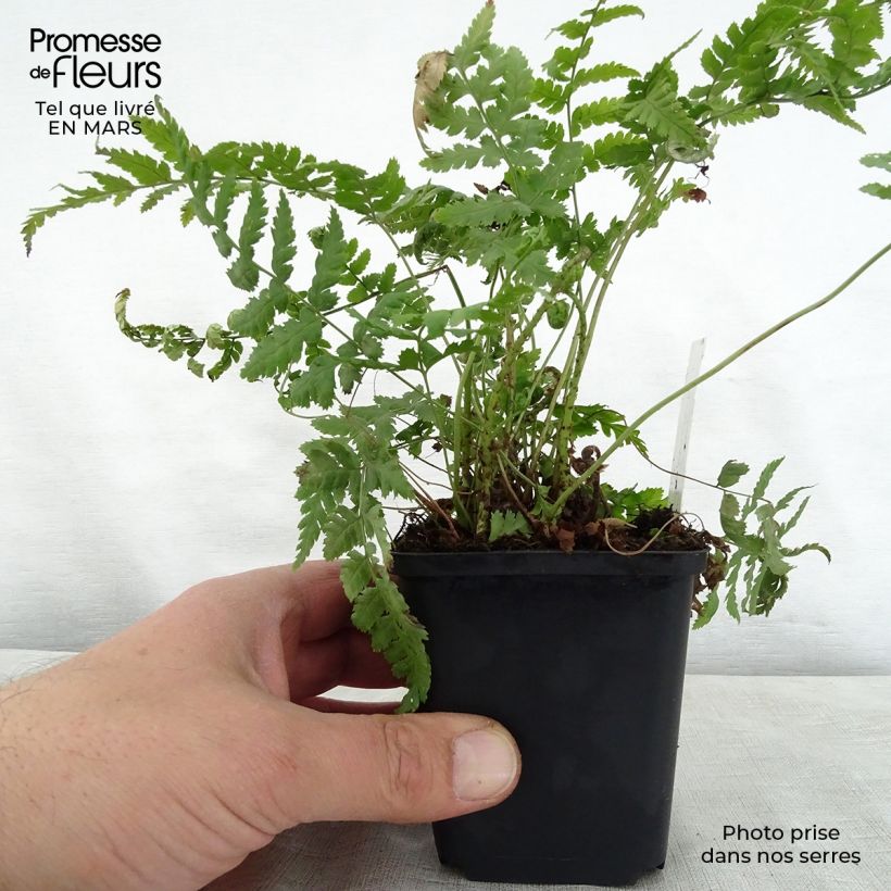 Dryopteris stewartii - Wood Fern 8/9 cm pot sample as delivered in spring