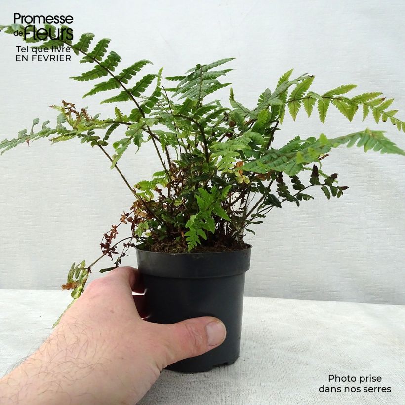 Dryopteris wallichiana - Wood Fern 8/9 cm pot sample as delivered in winter